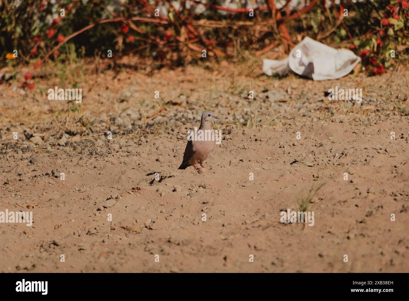 little bird isolated on red earth Stock Photo