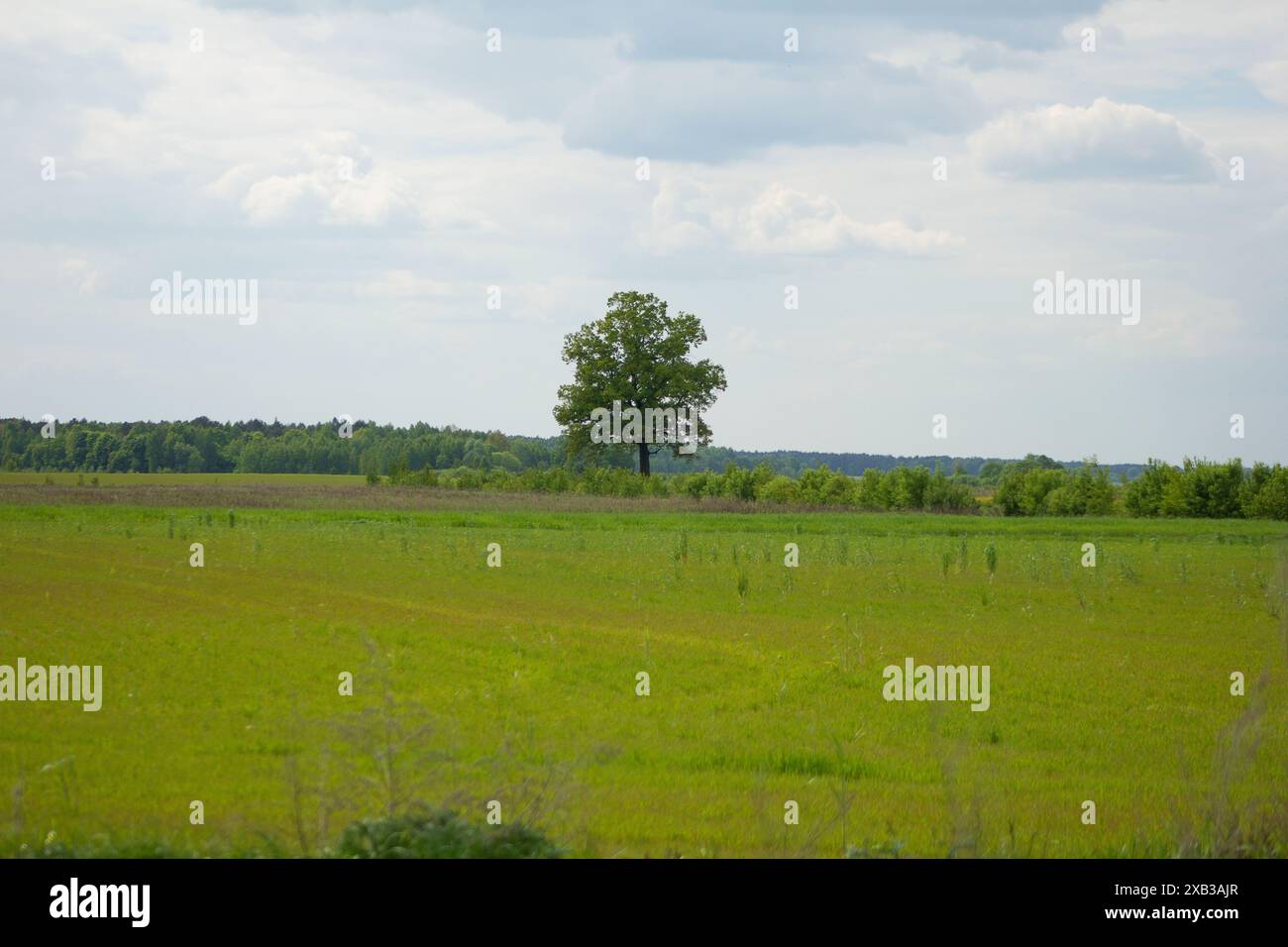 Lonely oak standing in hi-res stock photography and images - Alamy