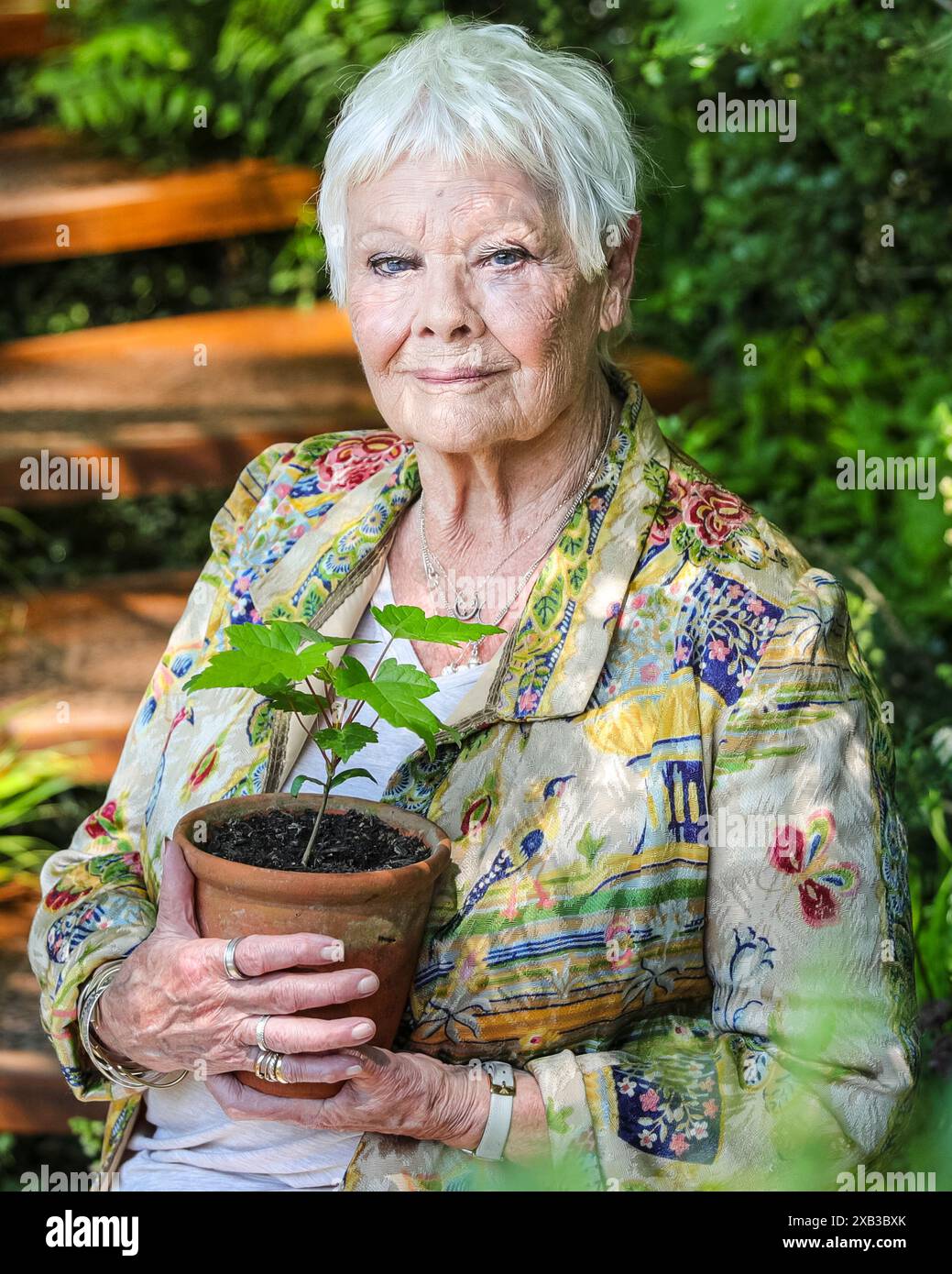 Dame Judi Dench, English actress, smiles and holds a Sycamore Gap Tree