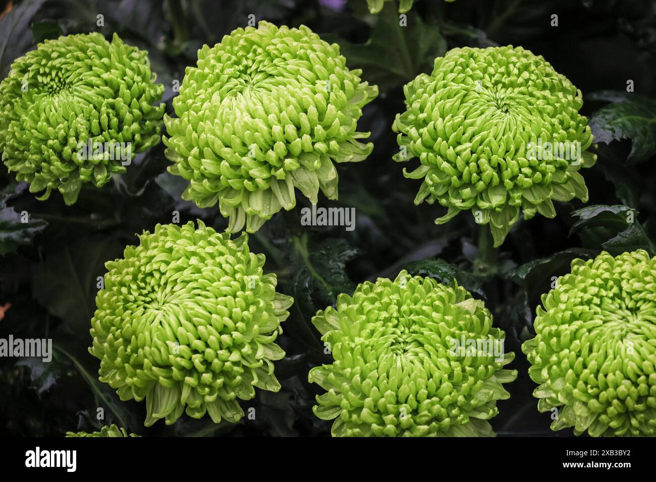 Chrysanthemum varieties on display at John Peace, RHS Chelsea Flower ...