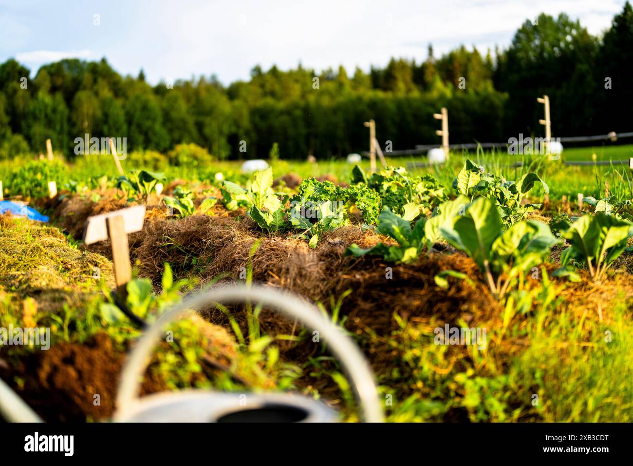 Vegetable plants growing in hi-res stock photography and images - Alamy