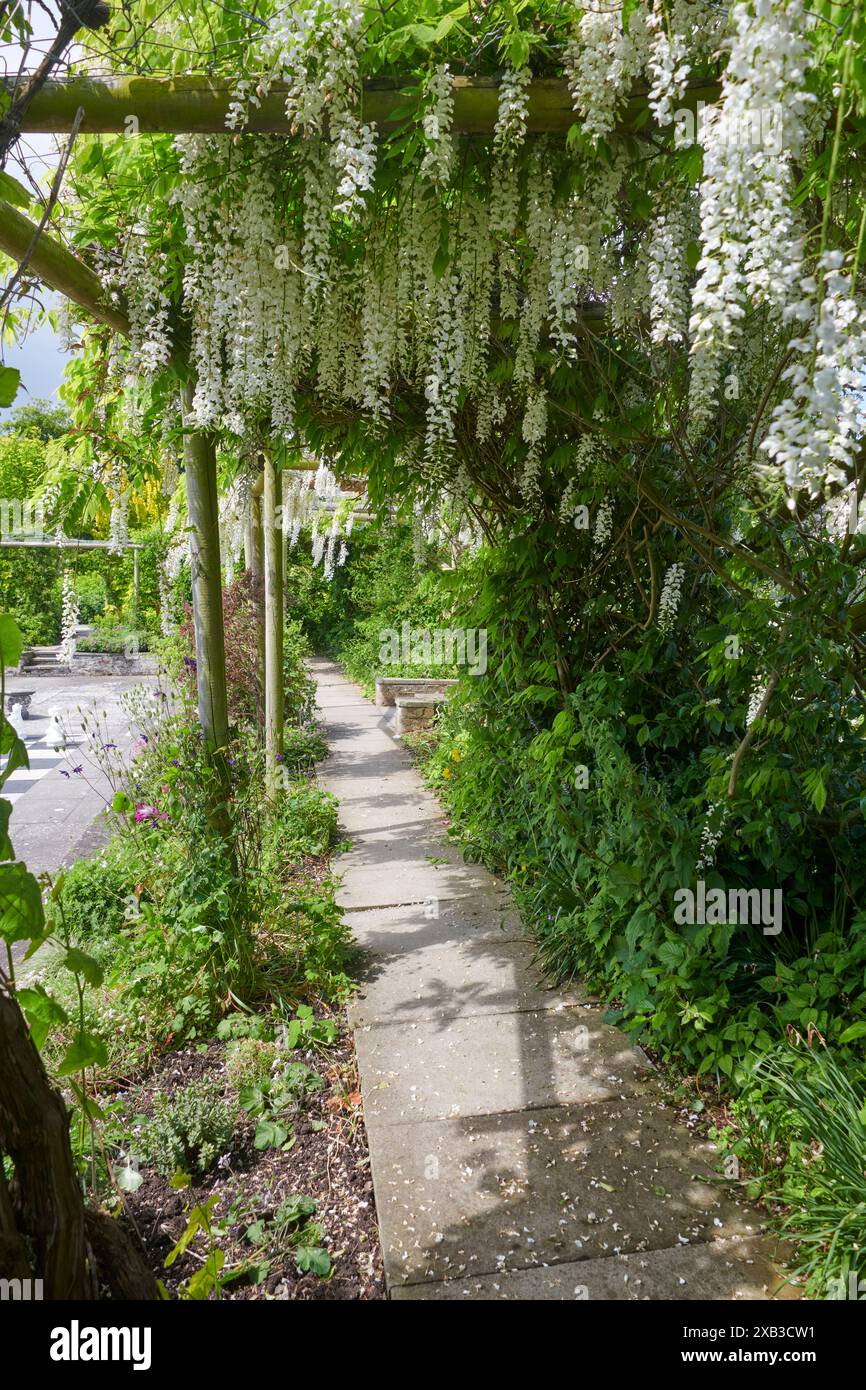 Wisteria floribunda alba hi-res stock photography and images - Alamy