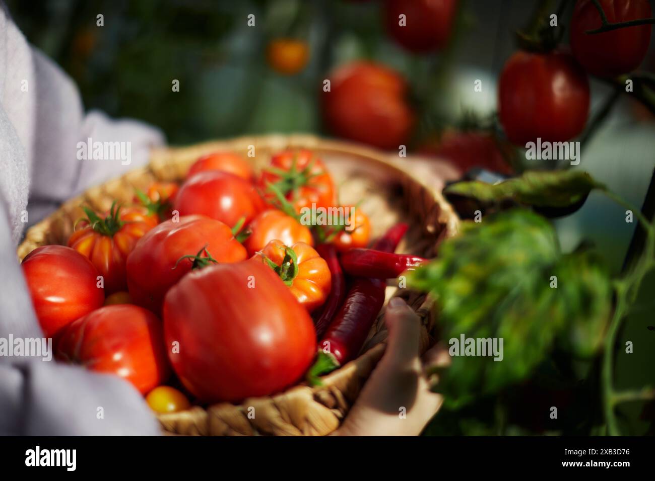 Midsection of woman carrying fresh heirloom tomatoes and red chili peppers in basket Stock Photo