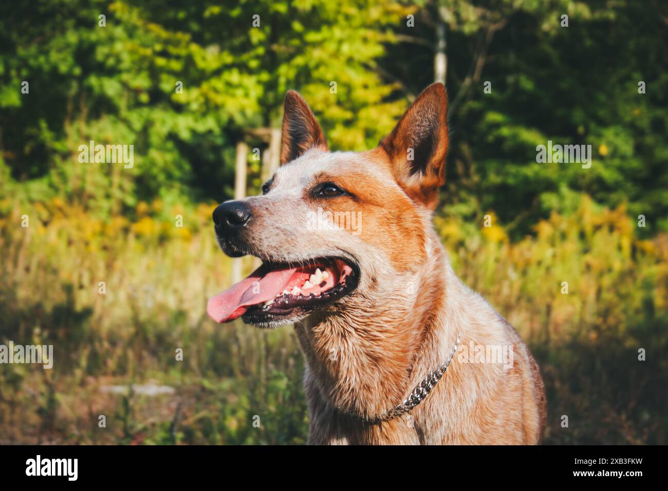 Is An Australian Cattle Dog A Good Family Dog