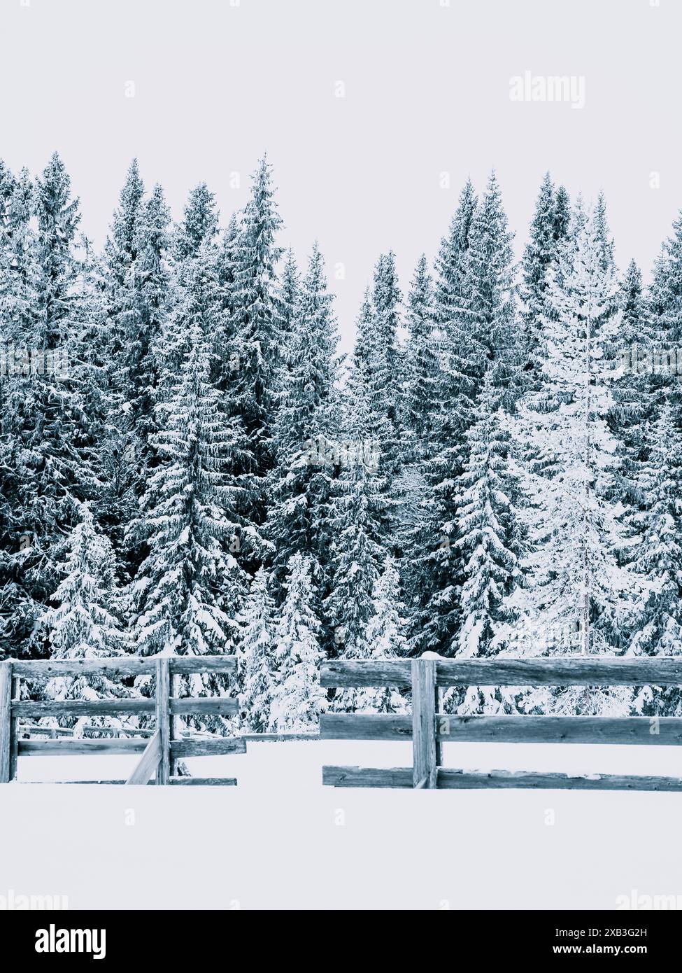 Pine trees covered in snow near fence Stock Photo - Alamy