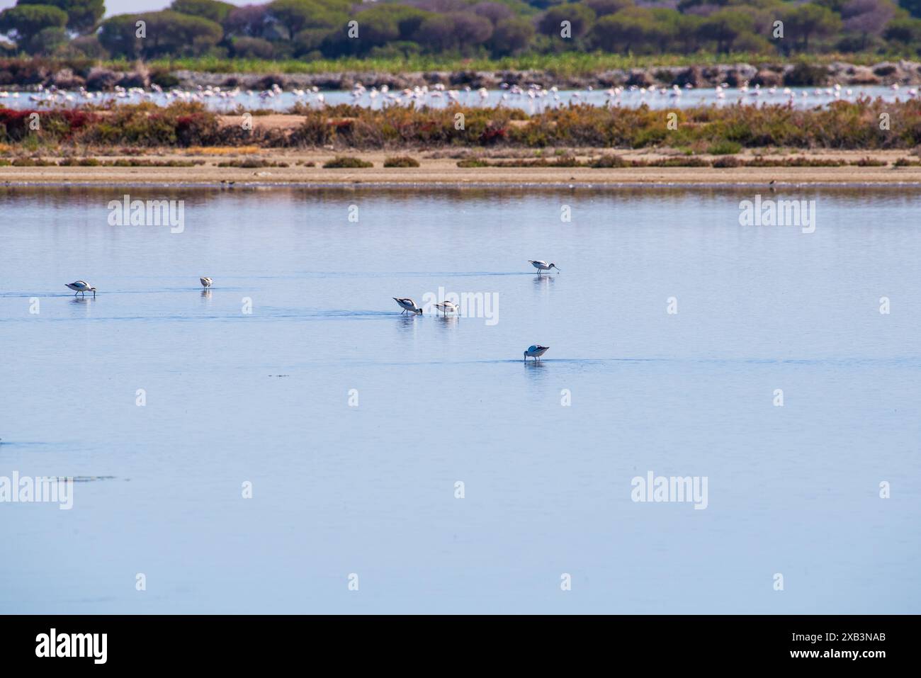 A group of avocets feeds in a saltm marsh in Doñana national park with flamingos in the background. Stock Photo