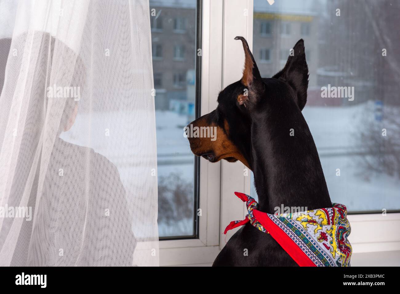 A black Doberman Pinscher with a red bandana gazes out the window at the snowy ground. The dogs cropped tail wags happily as it watches, framed by ele Stock Photo