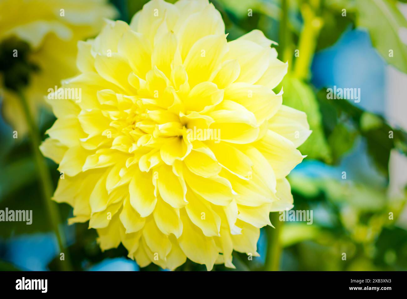 Dinner plate dahlia hi-res stock photography and images - Alamy