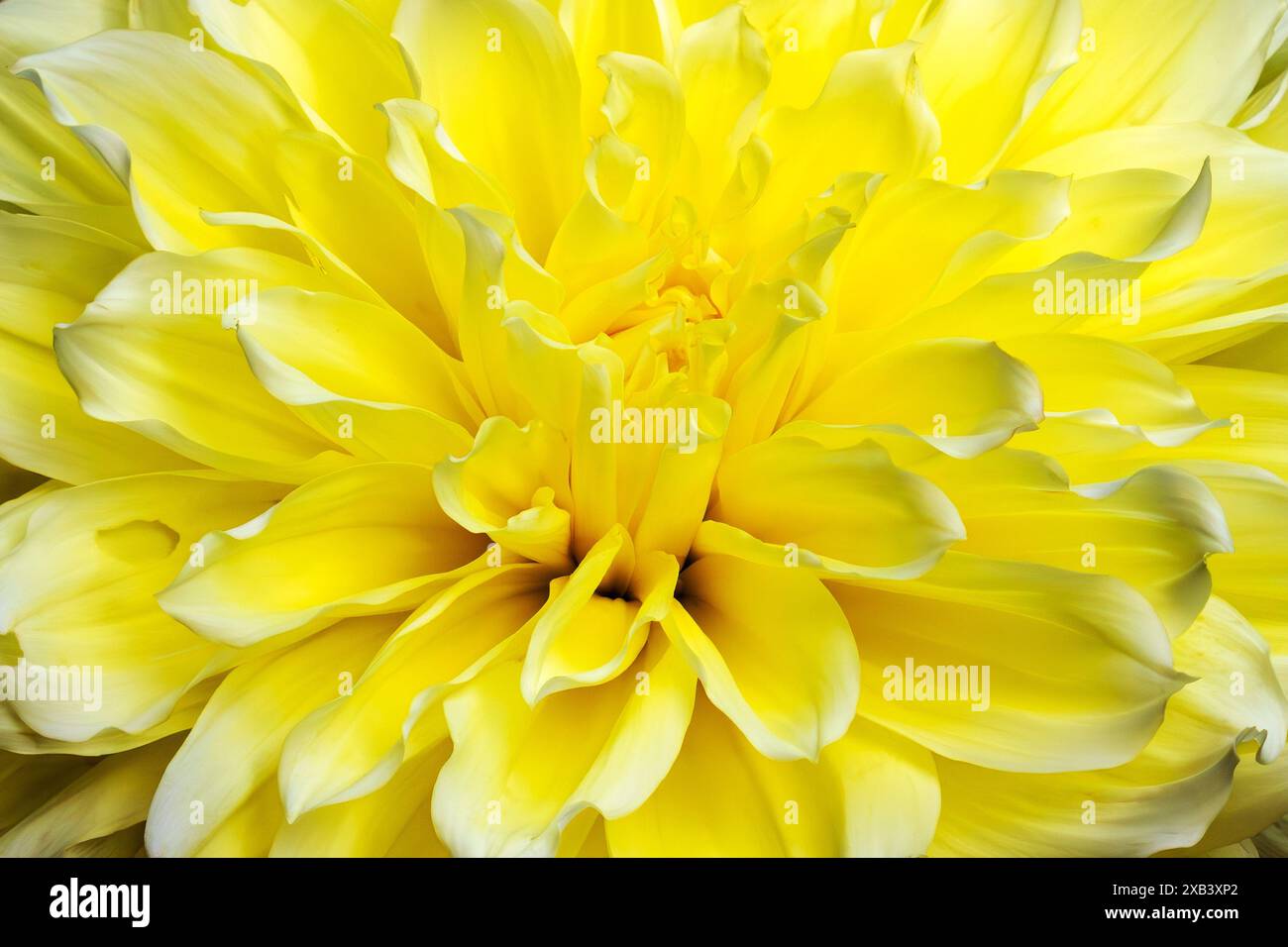 Dinner plate dahlia hi-res stock photography and images - Alamy