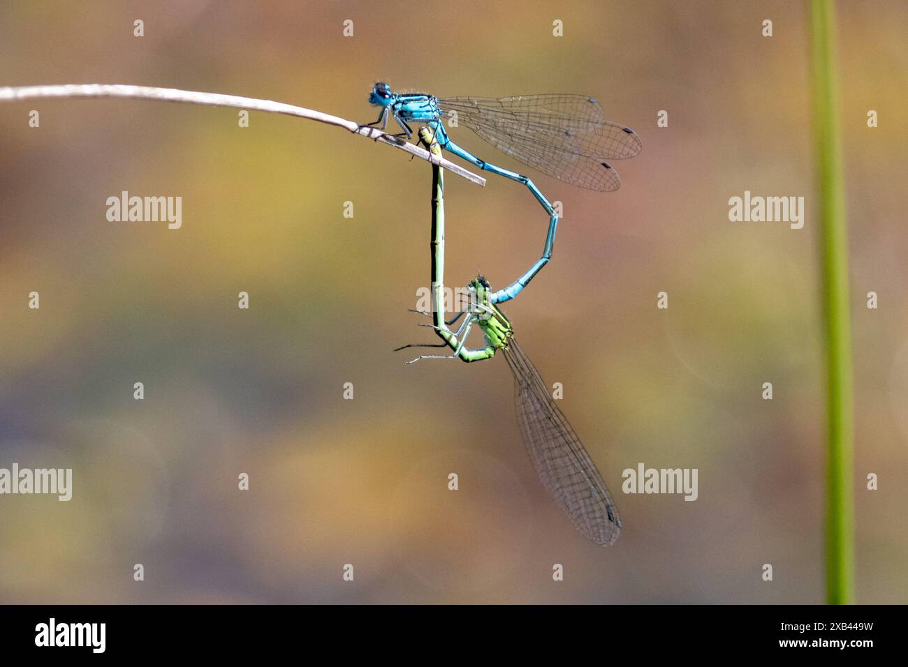 Pair of mating Azure damselflies, Coenagrion puella. Sussex, UK Stock ...