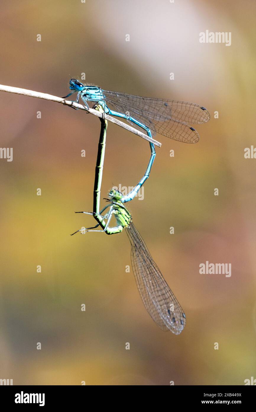 Pair of mating Azure damselflies, Coenagrion puella. Sussex, UK Stock ...