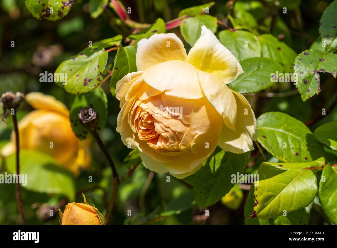 Yellow rose in an english garden hi-res stock photography and images ...