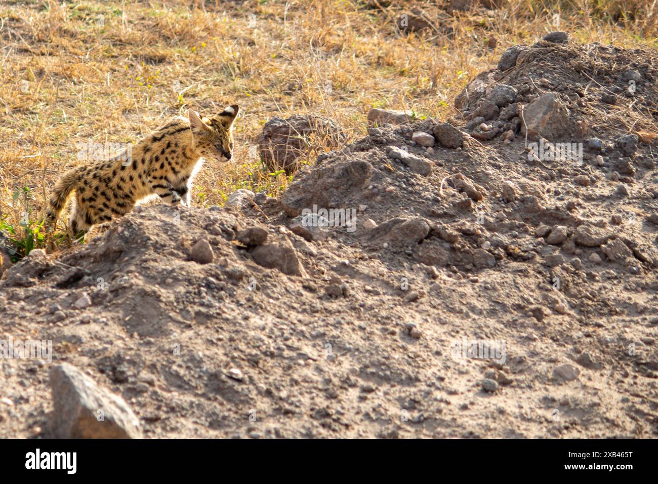 A serval cat hunting in Amboseli National Park, Kenya Stock Photo