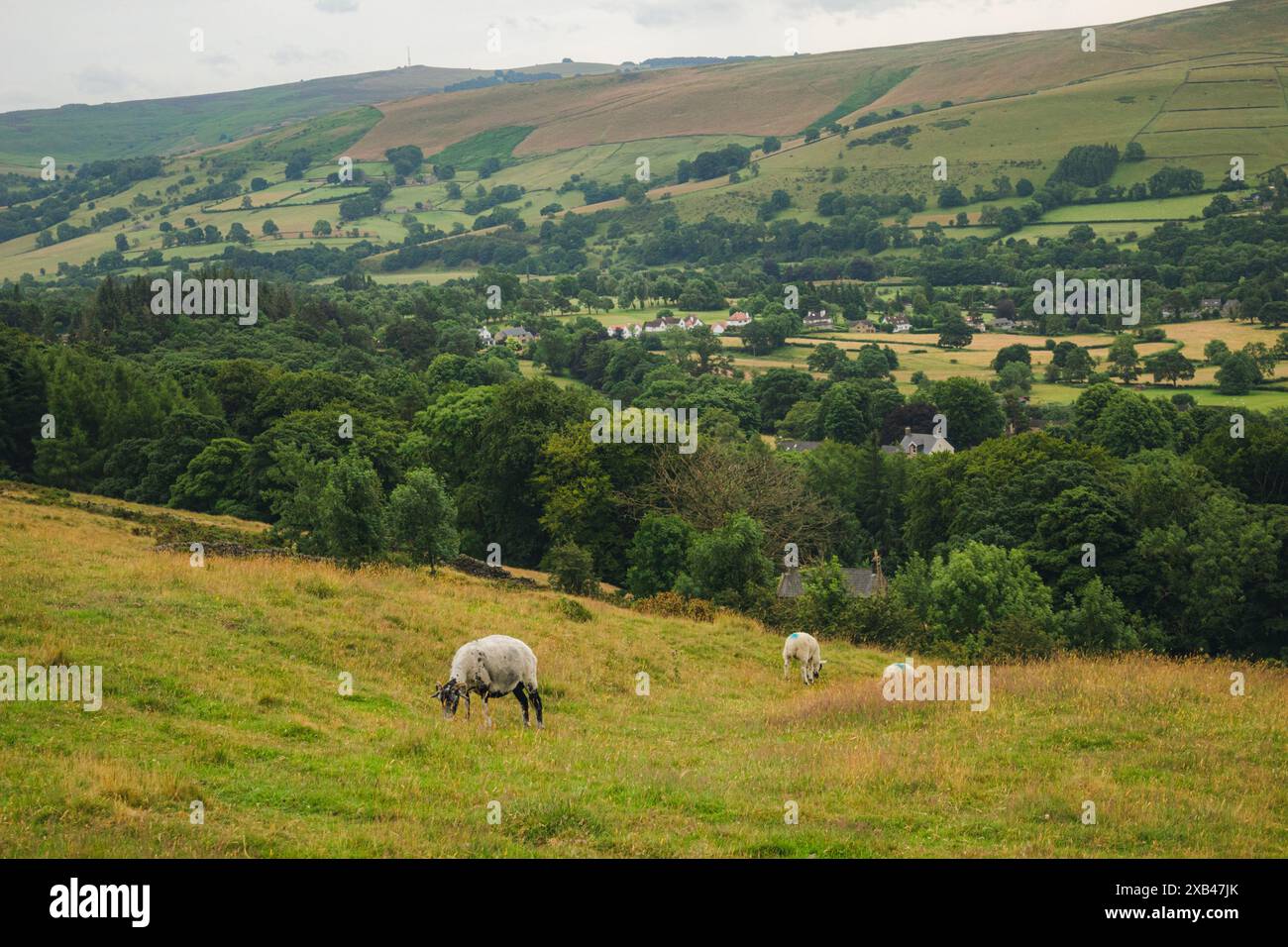 Sheep grazing in the Peak District hills, Derbyshire, England, UK Stock ...
