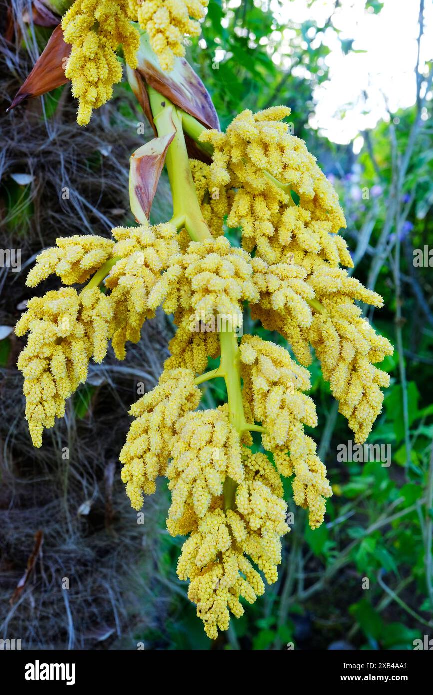 The yellow flower head of Trachycarpus Fortunei John Gollop Stock