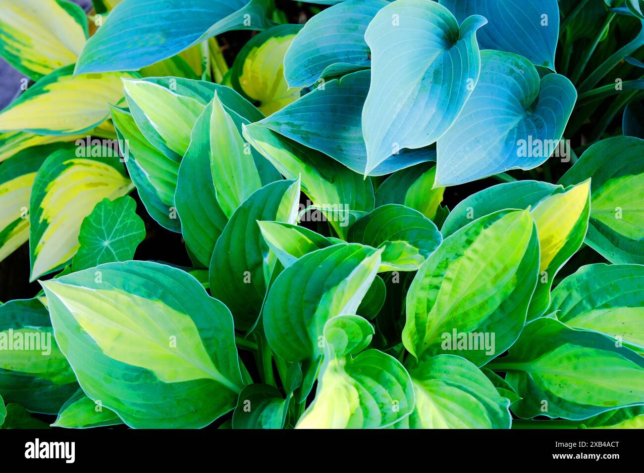 Full frame image of Hostas, a shade tolerating herbaceous perennial - John Gollop Stock Photo