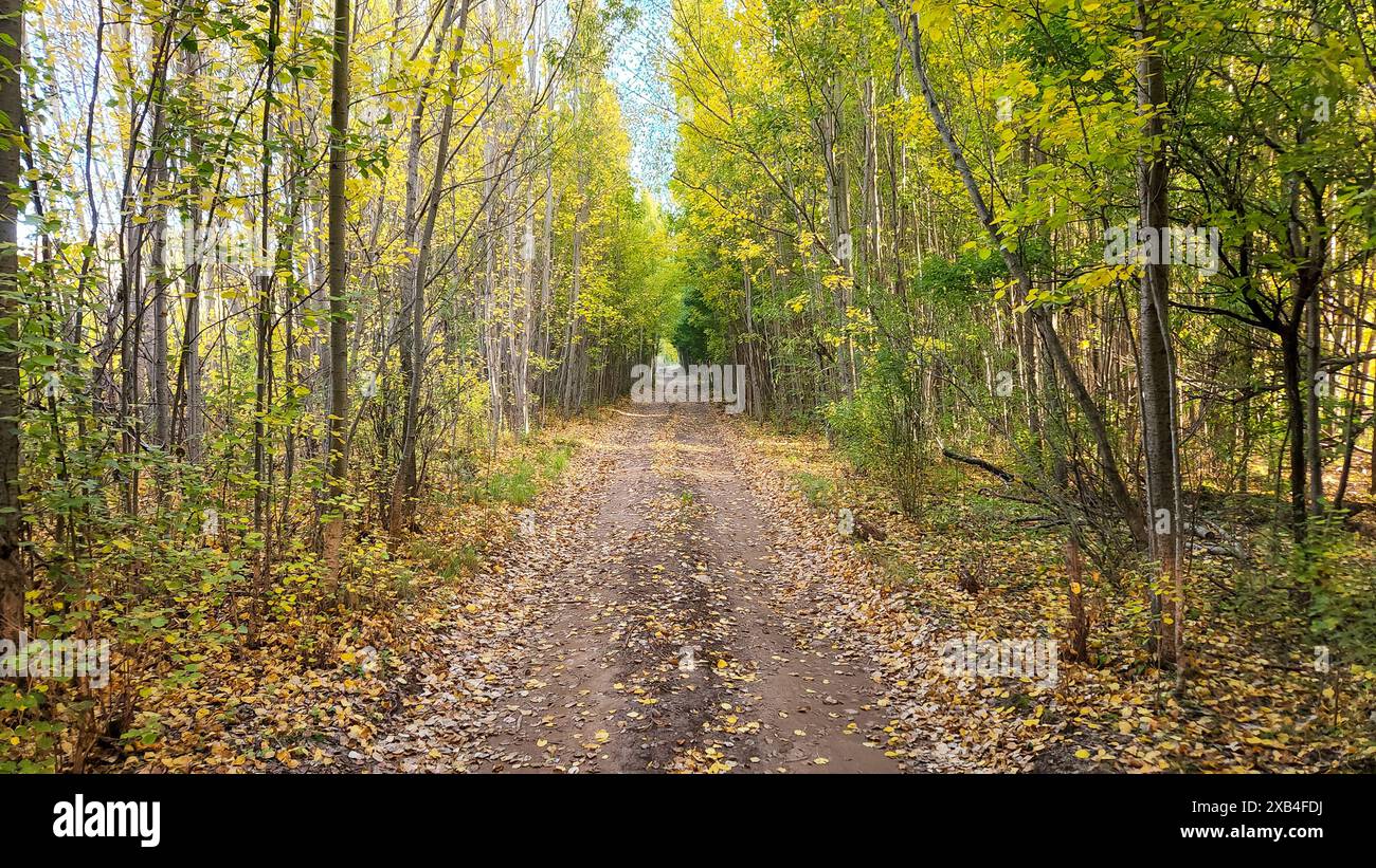 A dirt road in an autumn forest, very colorful fall foliage Stock Photo ...