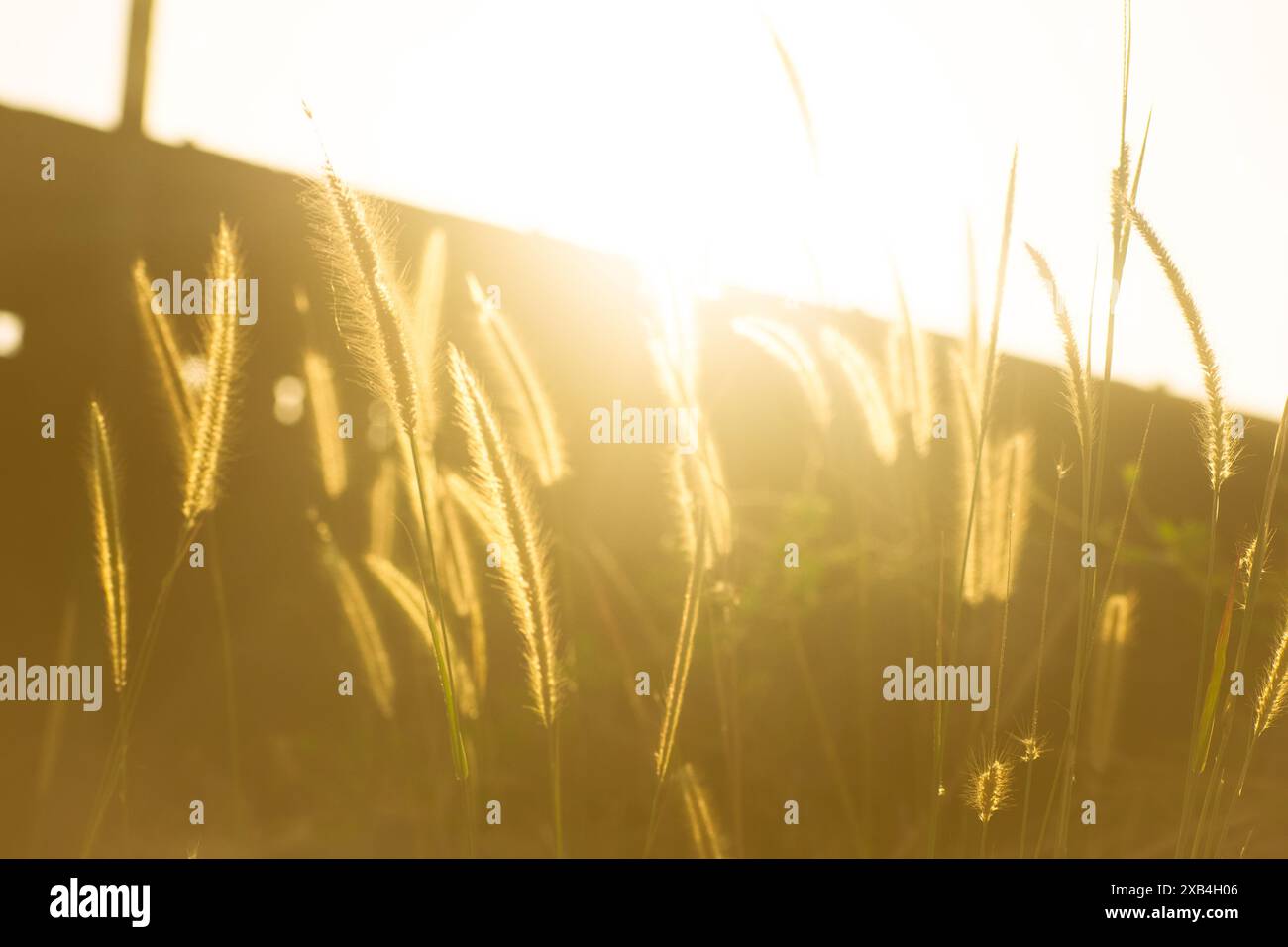 This close-up image beautifully captures the delicate structure of grass illuminated by the warm sunlight. The fine hairs on the grass spikes are high Stock Photo