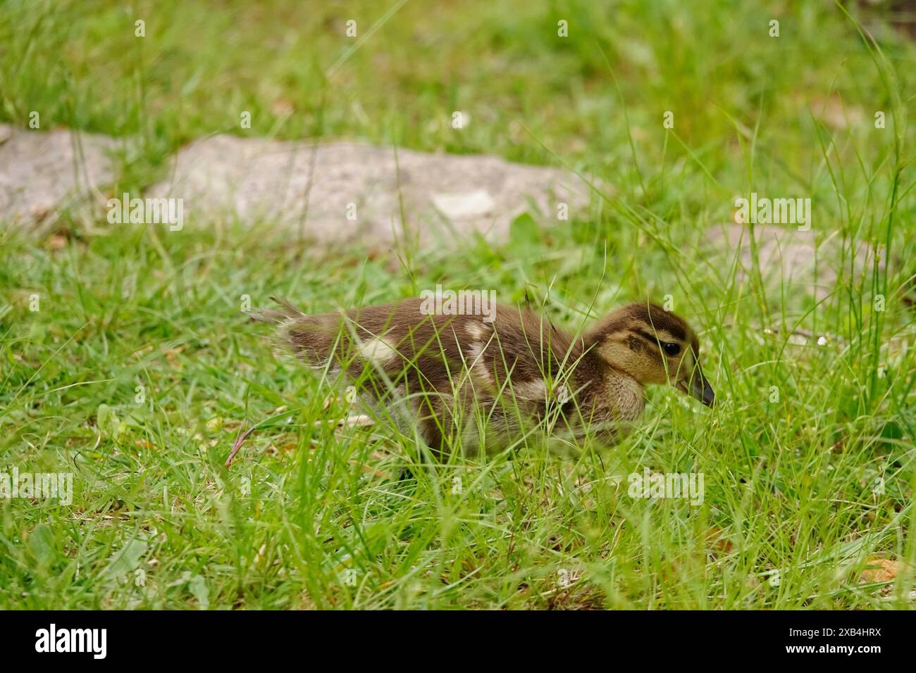 Young mandarin duck, May, Saxony, Germany Stock Photo