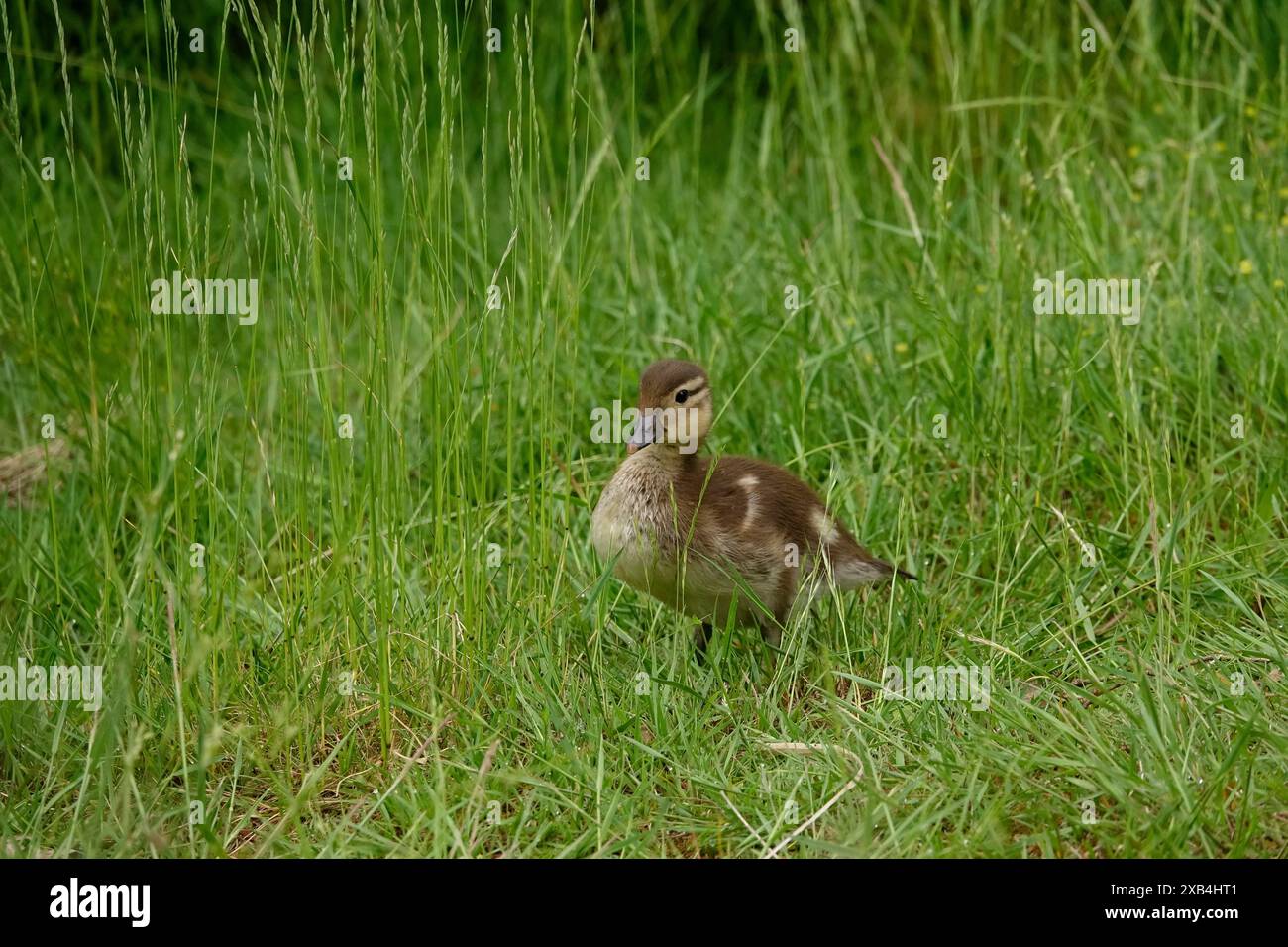 Young mandarin duck, May, Saxony, Germany Stock Photo