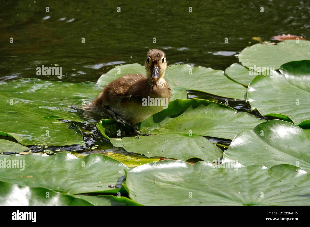 Young mandarin duck, May, Saxony, Germany Stock Photo