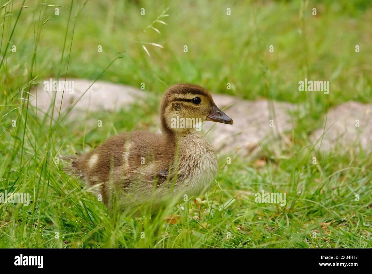 Young mandarin duck, May, Saxony, Germany Stock Photo