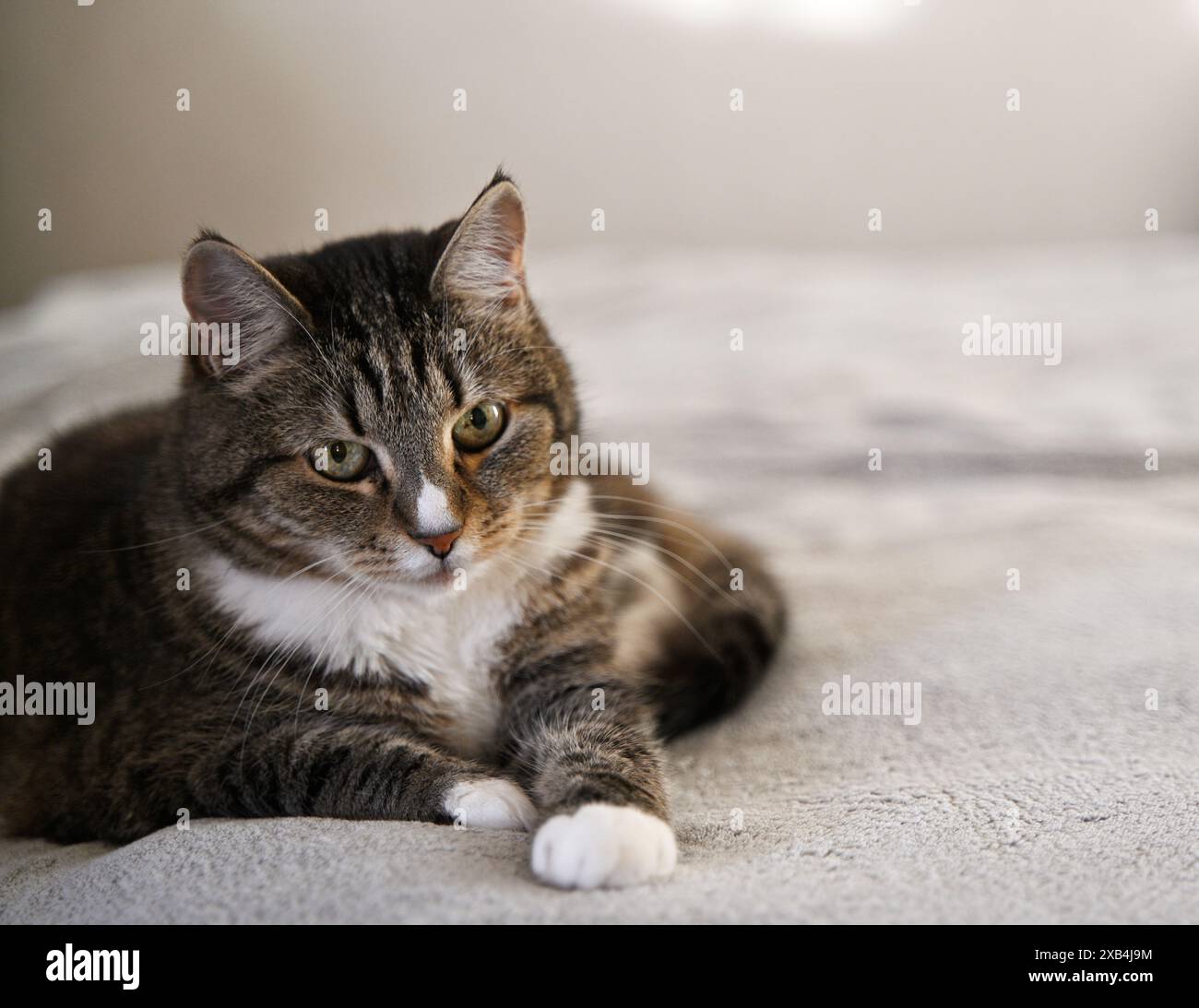 Cat on camera hi-res stock photography and images - Alamy