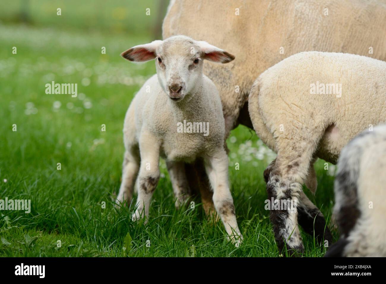 Black Lamb Ovis Aries Aries Shoulder Bag main image 1