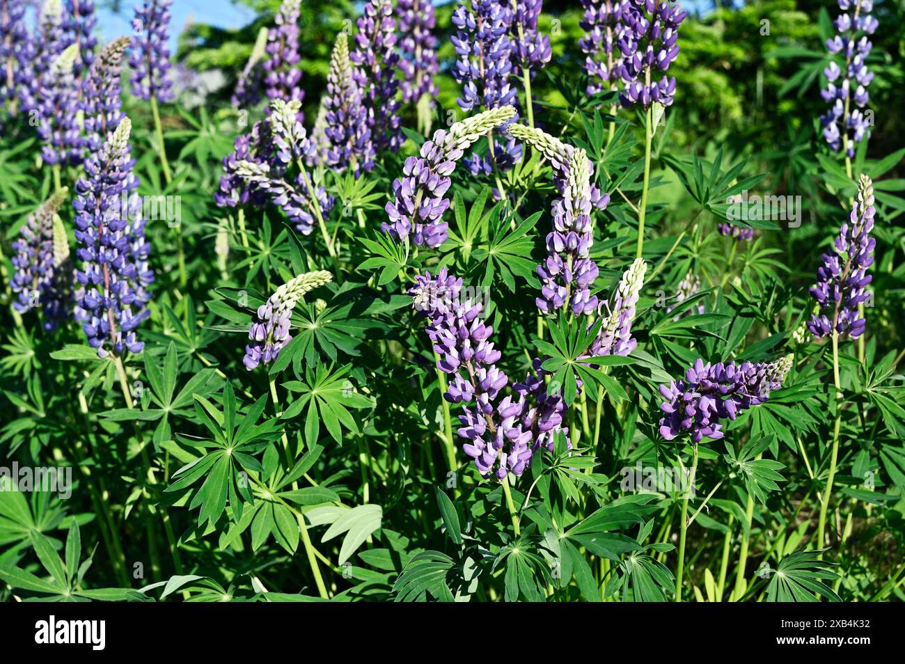 Purple summer plant finland hi-res stock photography and images - Alamy