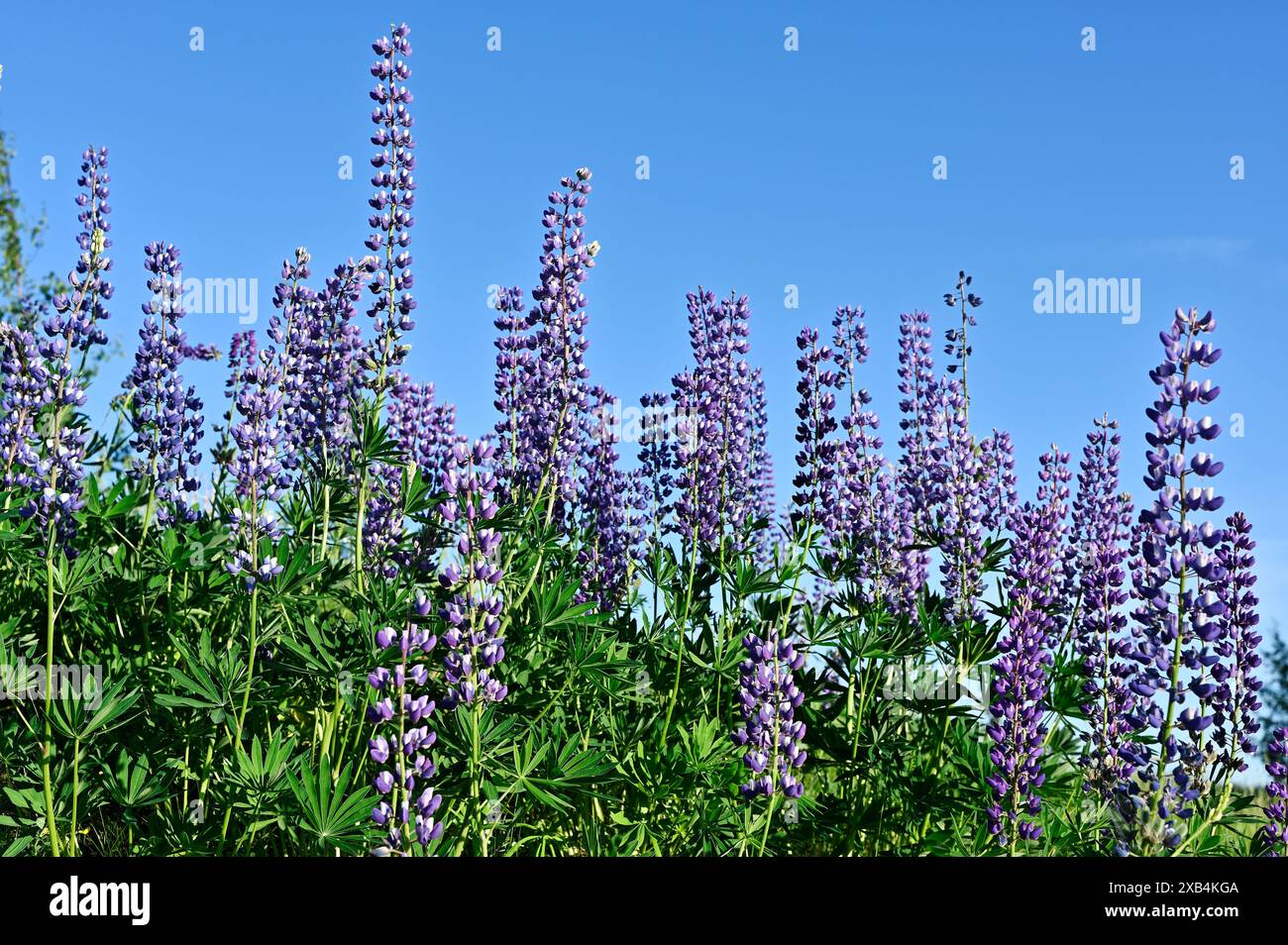 Purple summer plant finland hi-res stock photography and images - Alamy
