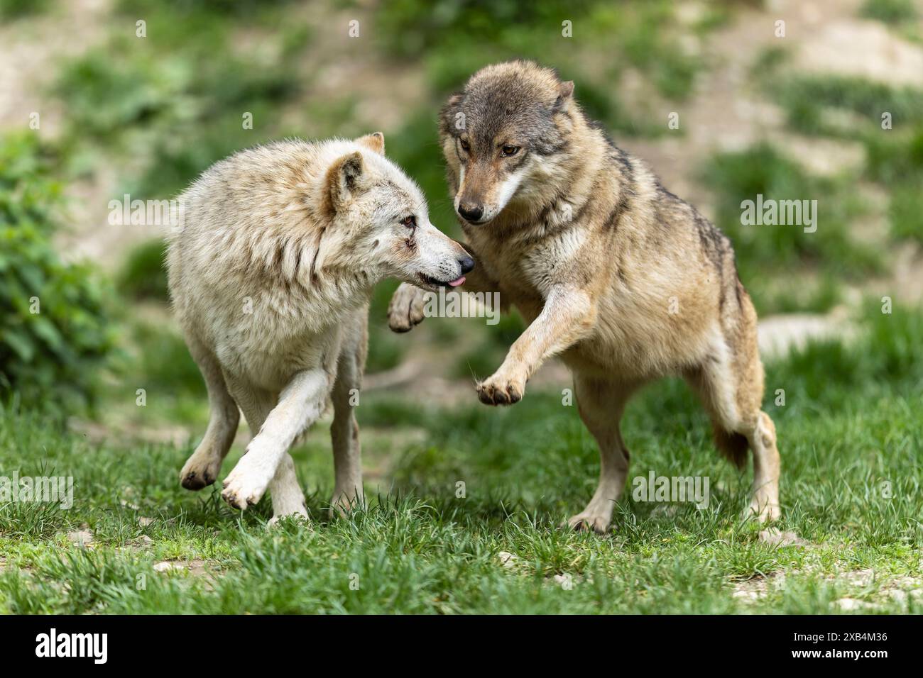 American interaction hi-res stock photography and images - Alamy