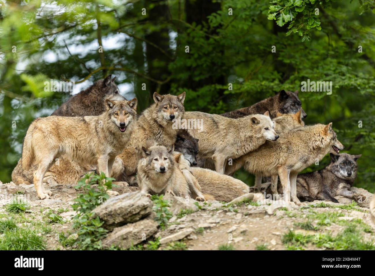 Wolves Community Community of animals hi-res stock photography and images - Alamy