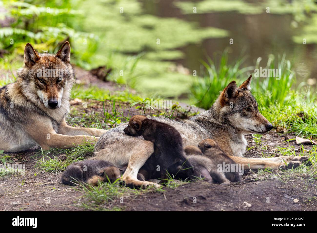 A pack of wolves rests in a green environment, the pups cuddle up to ...