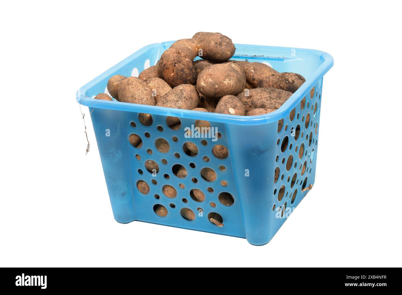 Horizontal shot of a blue plastic basket of home-grown potatoes isolated on white. Stock Photo