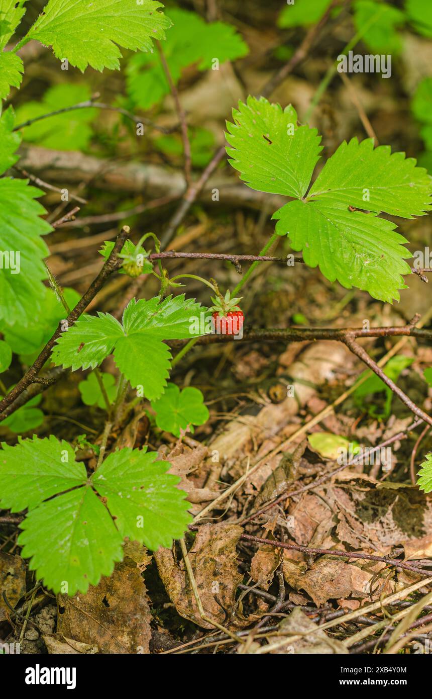 High quality strawberry plants hi-res stock photography and images - Alamy