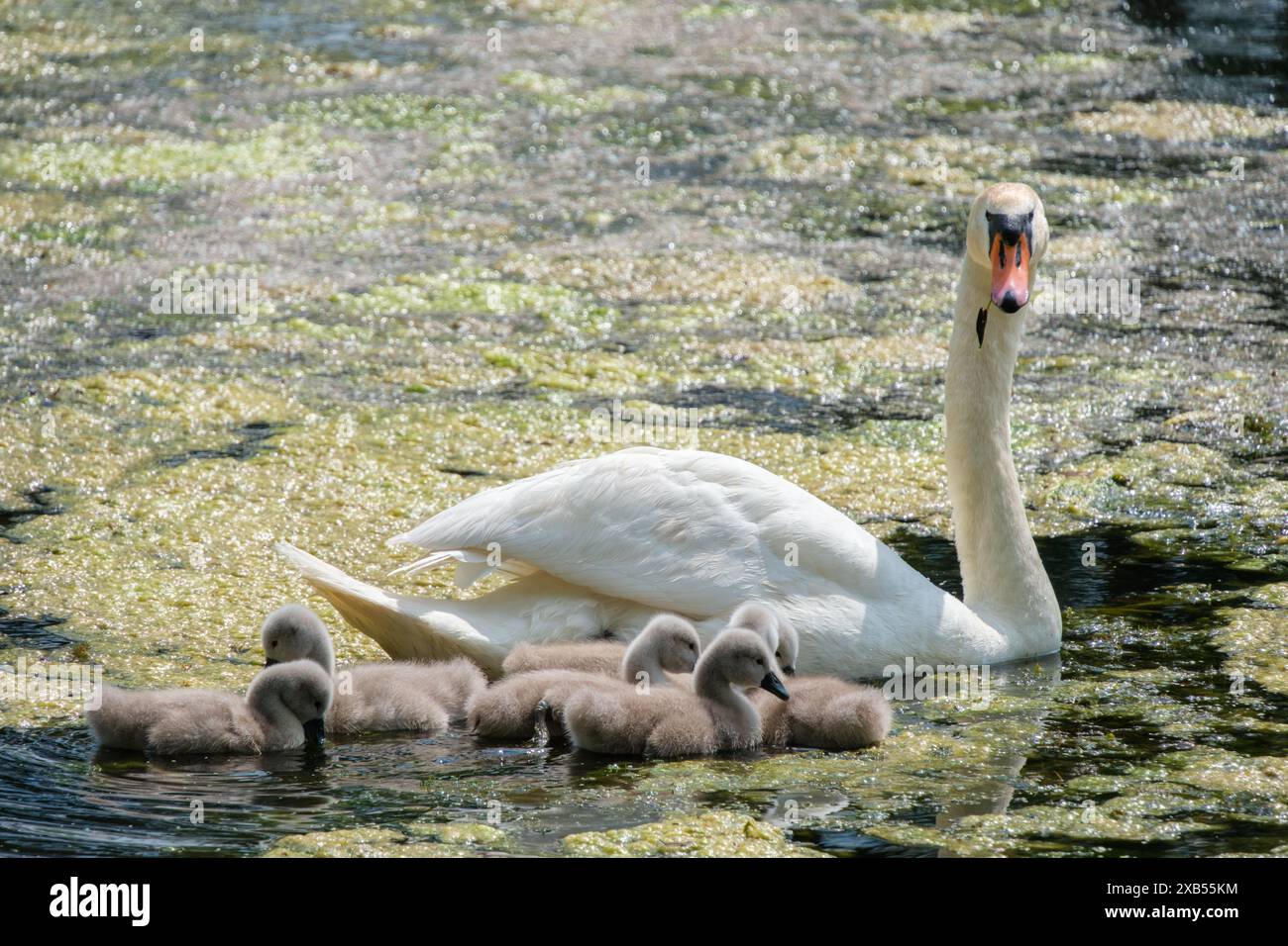 A swan swims with its young chicks on a pond Stock Photo - Alamy
