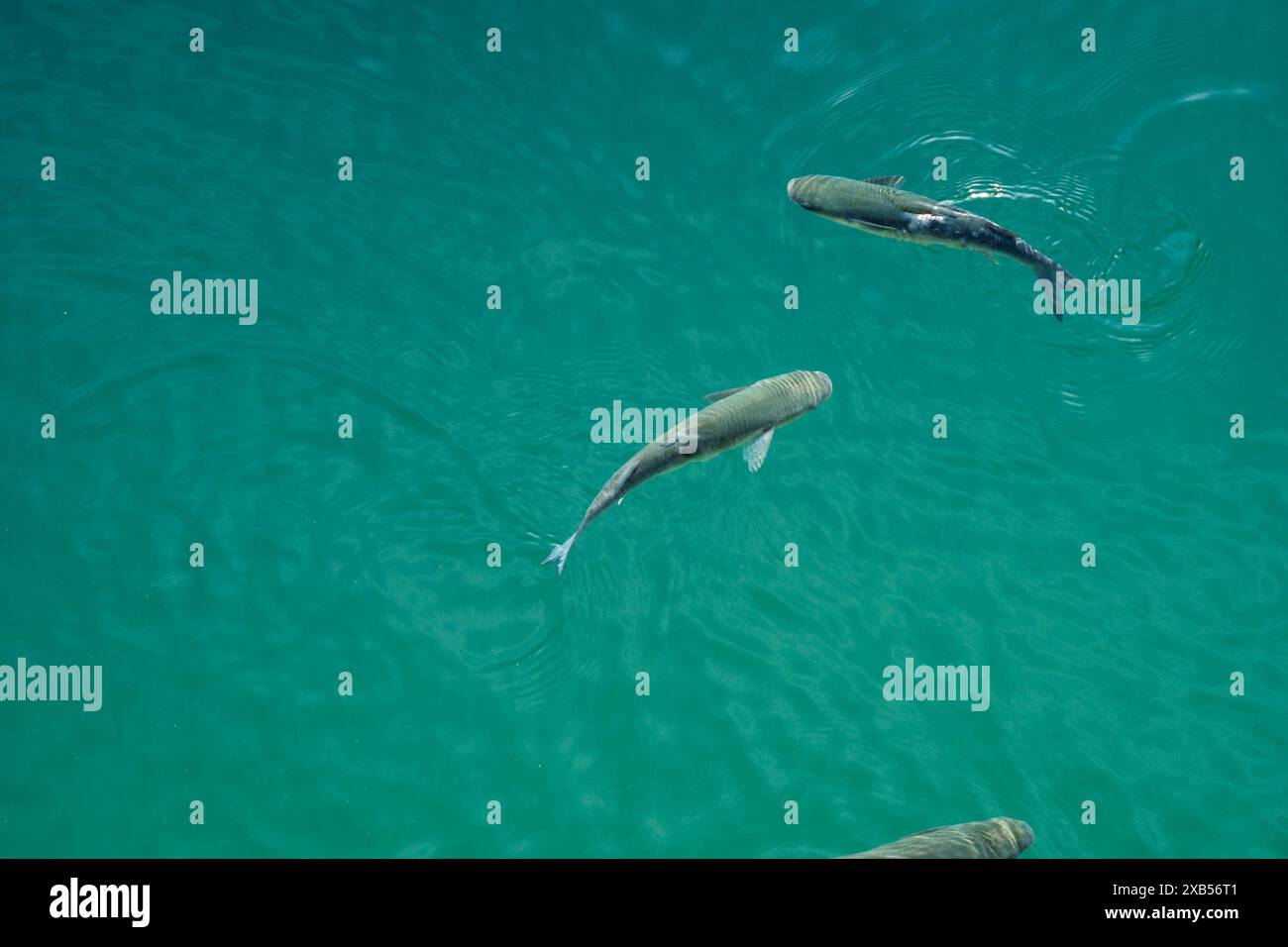 Fish Top View Simple Top view rippling sea water hi-res stock photography and images - Alamy