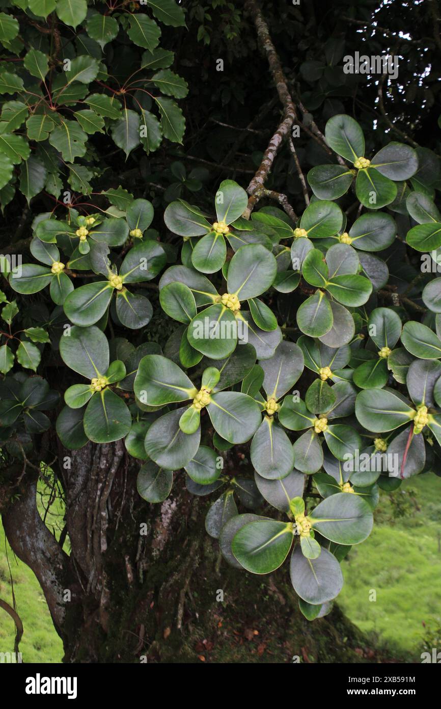 Copey tree hi-res stock photography and images - Alamy