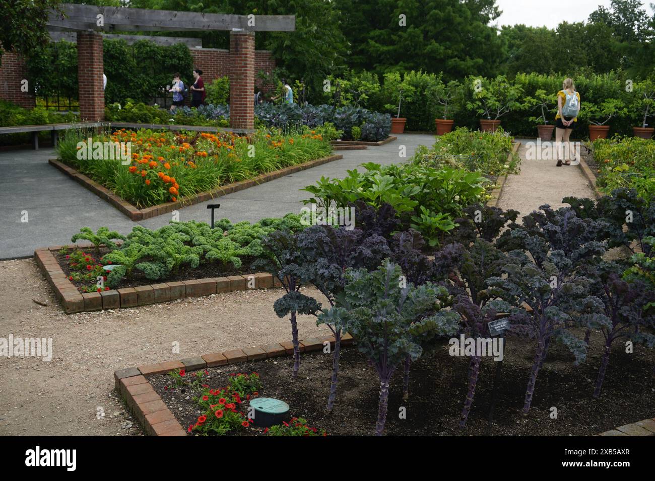 ILLINOIS VEGETABLE GARDEN visual data 7