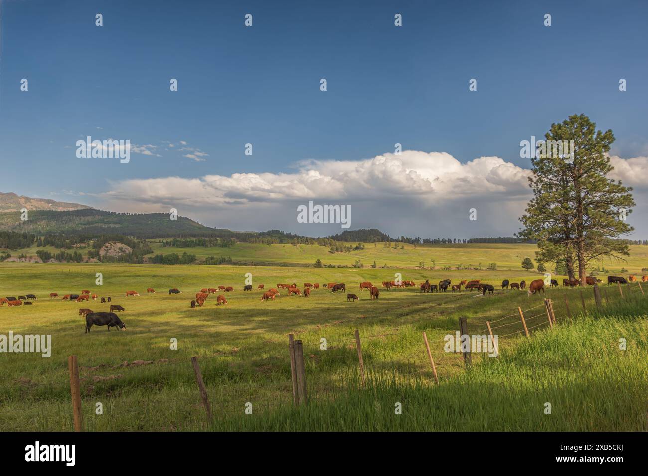Cattle grazing in lush mountain hi-res stock photography and images - Alamy