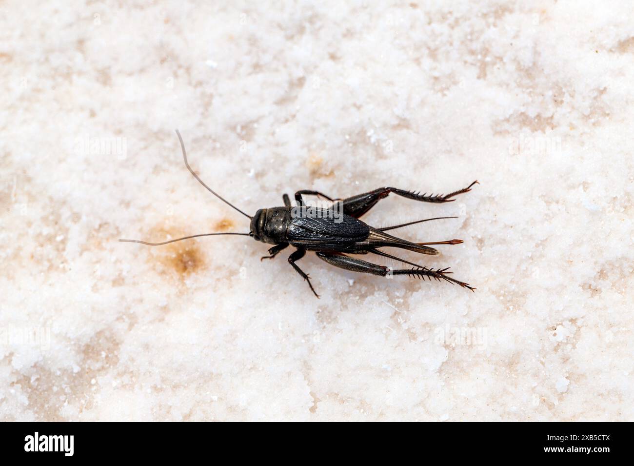 Dead cricket in salt flats;  Badwater Basin minus 282' below sea level; Death Valley National Park; California; Nevada; USA Stock Photo