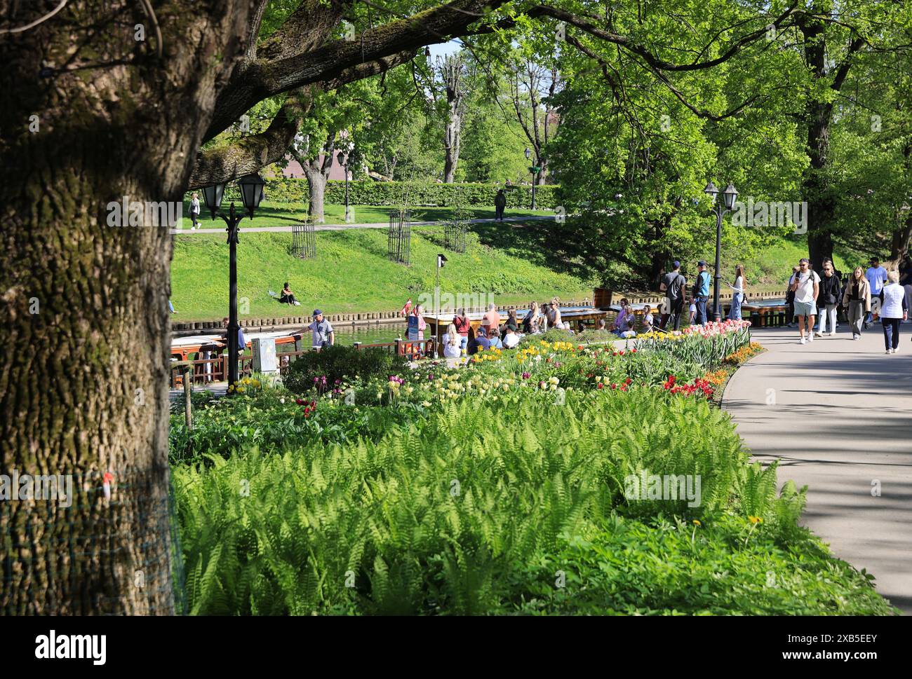Riga In Spring Spring flowers in Bastejkalns park in eastern Riga, by the old town, in ...