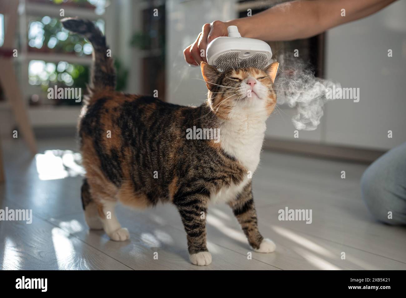 Pet owner using electric spray massage comb for cat, steam brush to