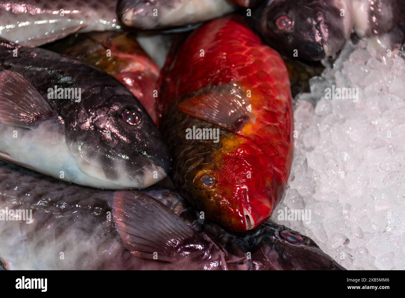 Pescado fresco del mar gris hi-res stock photography and images - Alamy
