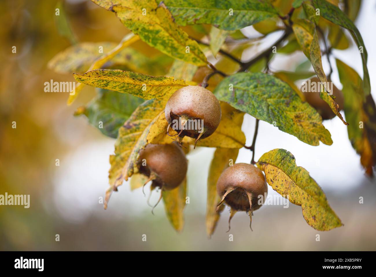 Medlar brown ripe fruits with yellow leaves grow on the tree in an autumn cottage garden. (Mespilus germanica) Copy space. Stock Photo
