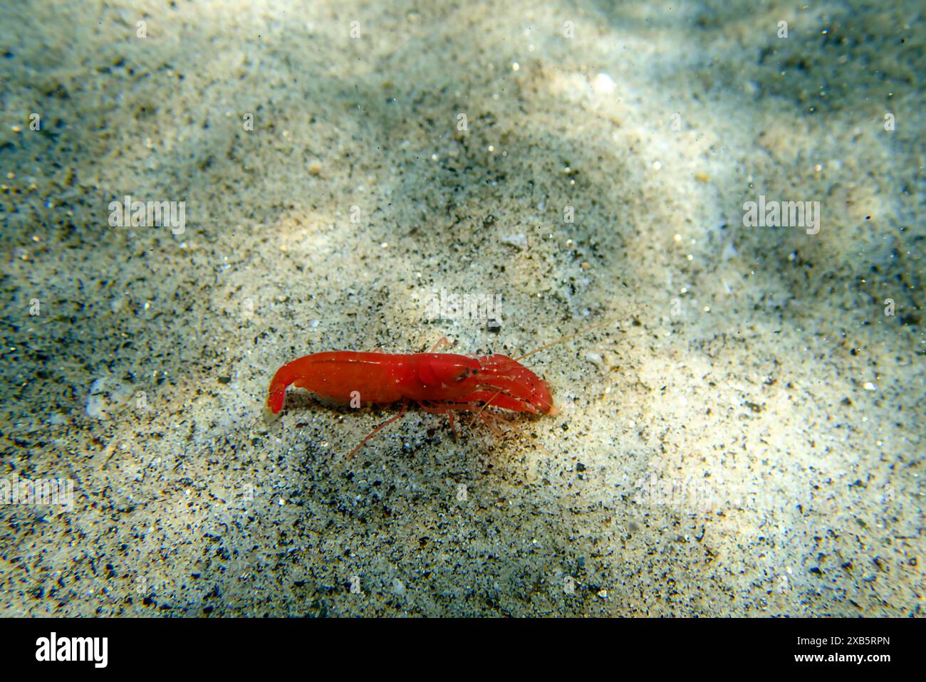 Red pistol snapping shrimp - Alpheus macrocheles Stock Photo