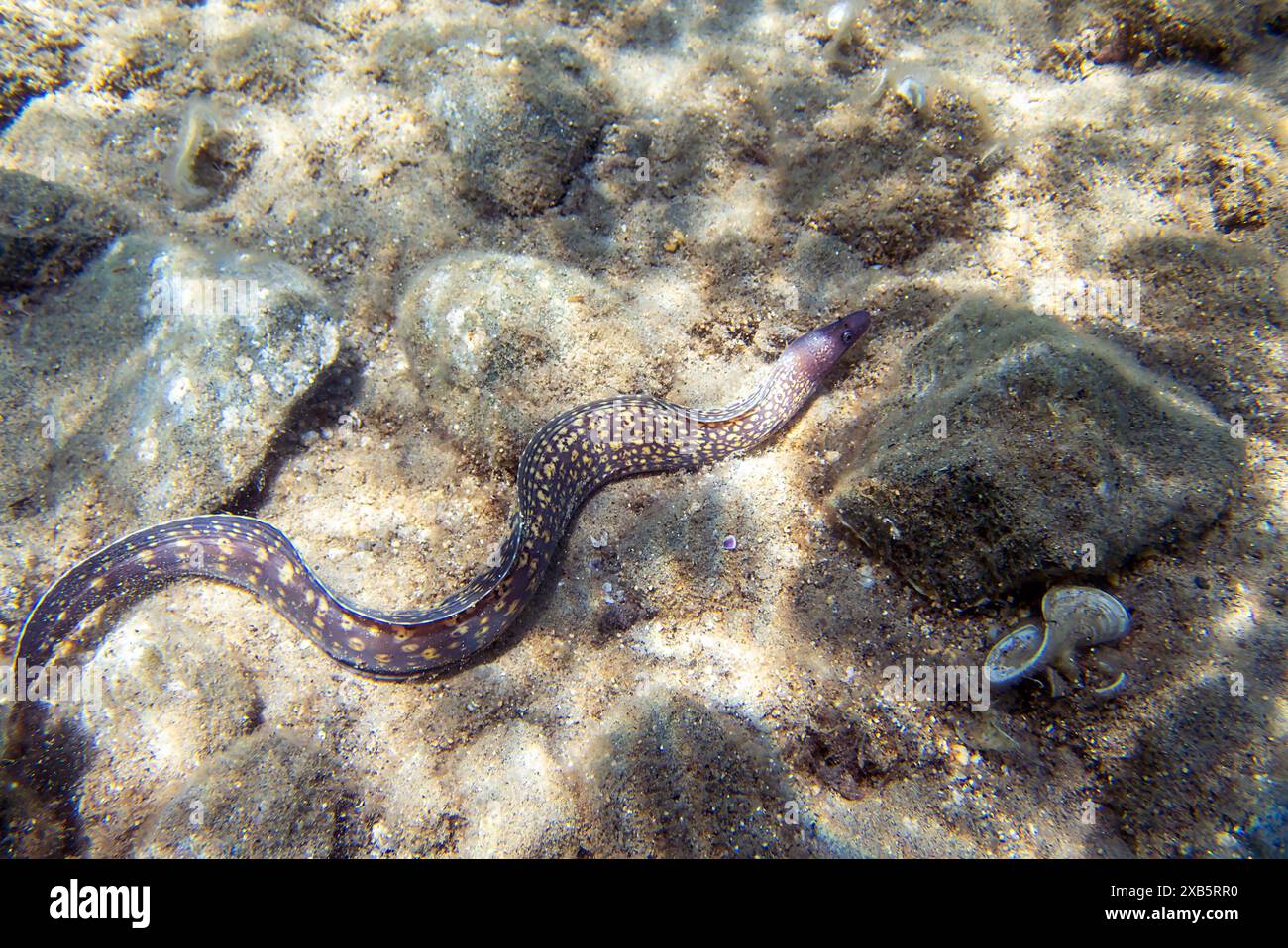 The Mediterranean moray, also known as Roman eel (muraena helena