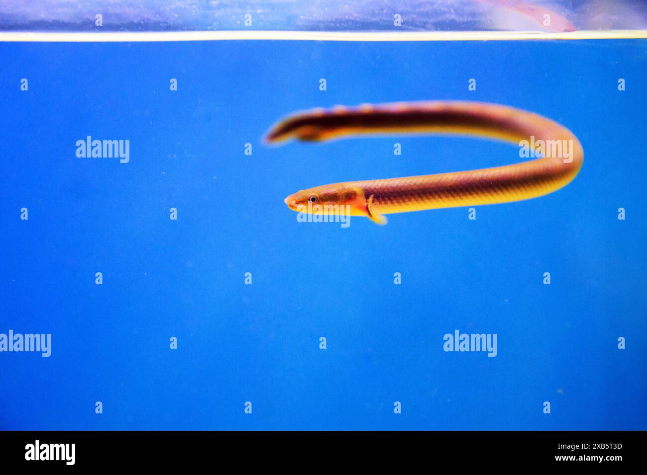 The reedfish, ropefish, or snakefish - (Erpetoichthys calabaricus ...