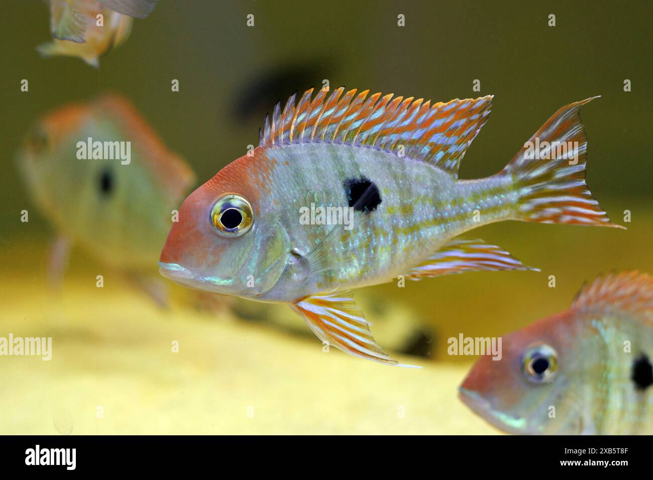 Red Head Tapajos freshwater fish - Geophagus sp Stock Photo - Alamy