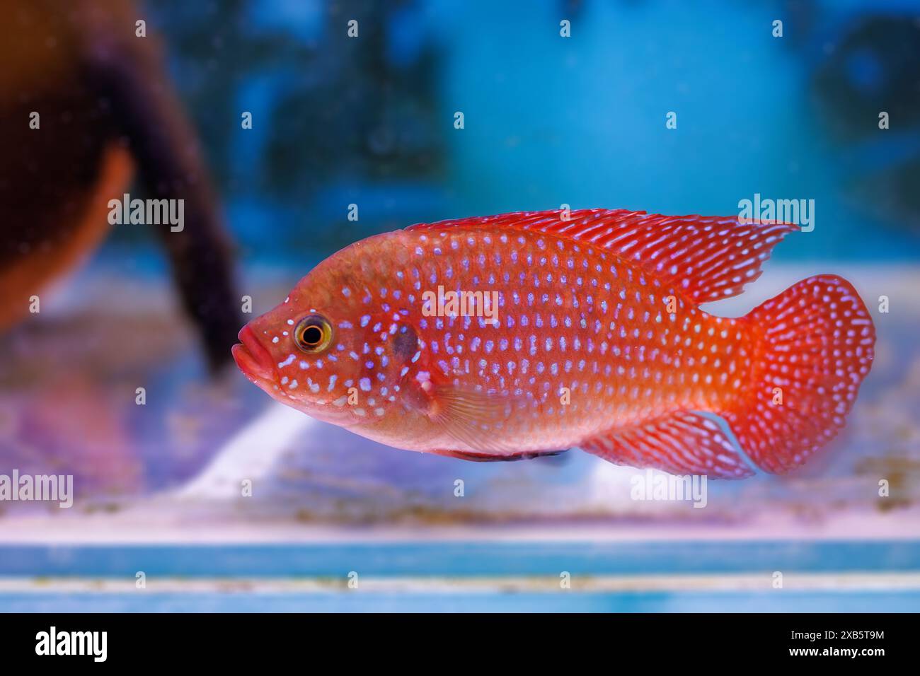 Blood-Red Jewel Cichlid - Hemichromis lifalili Stock Photo